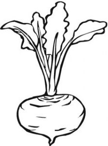 turnip [pinterest.com]